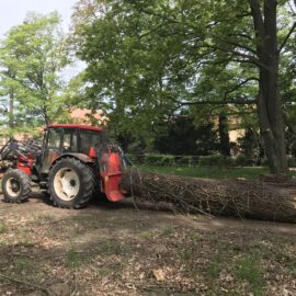 Arboristika Olomouc