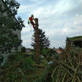 Arboristika Olomouc